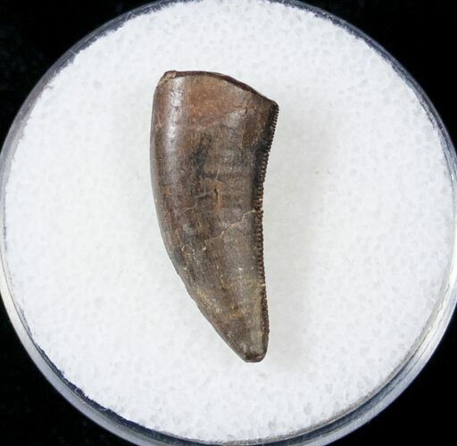 Tyrannosaur Tooth - Montana #17568